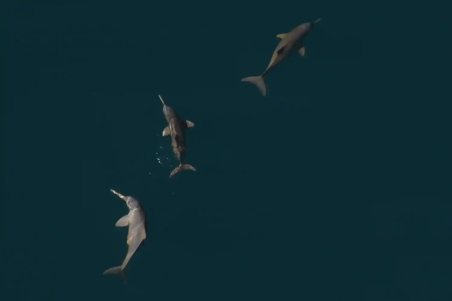 El informe fue publicado recientemente en la revista internacional Marine Pollution Bulleti.