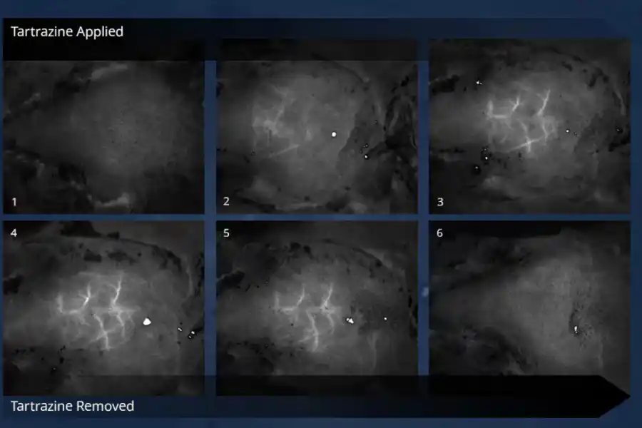 Crean una pomada de invisibilidad capaz de hacer ratones transparentes