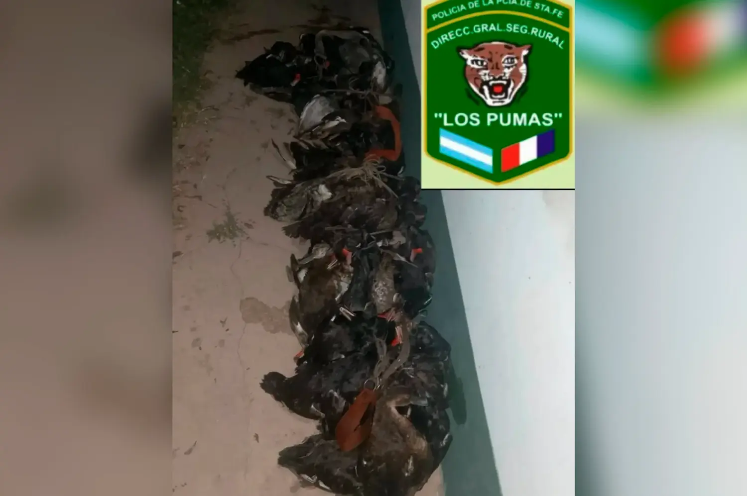Los Pumas secuestraron 72 patos a cuatro cazadores, además de escopetas y un señuelo