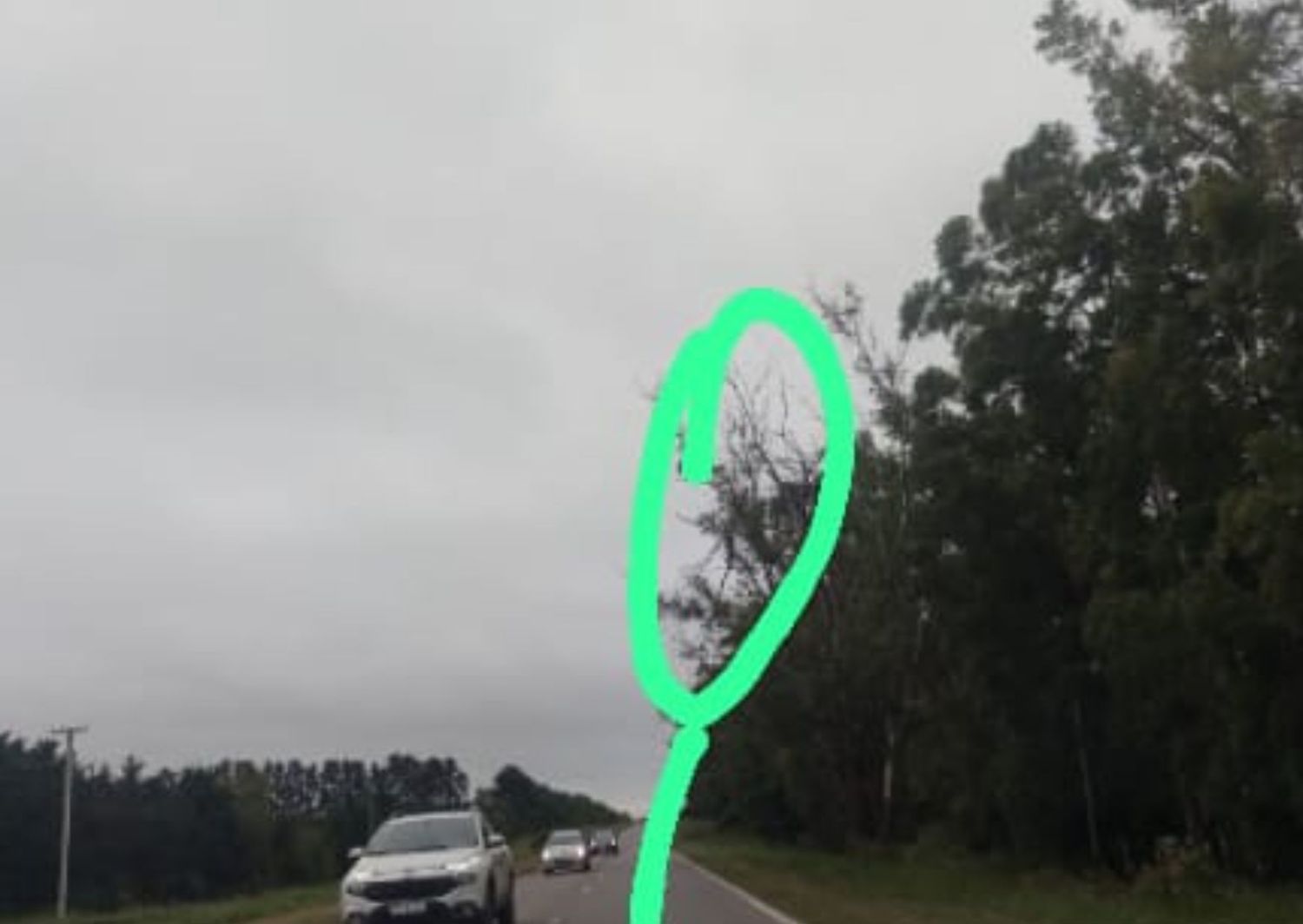 árbol - ruta 1001