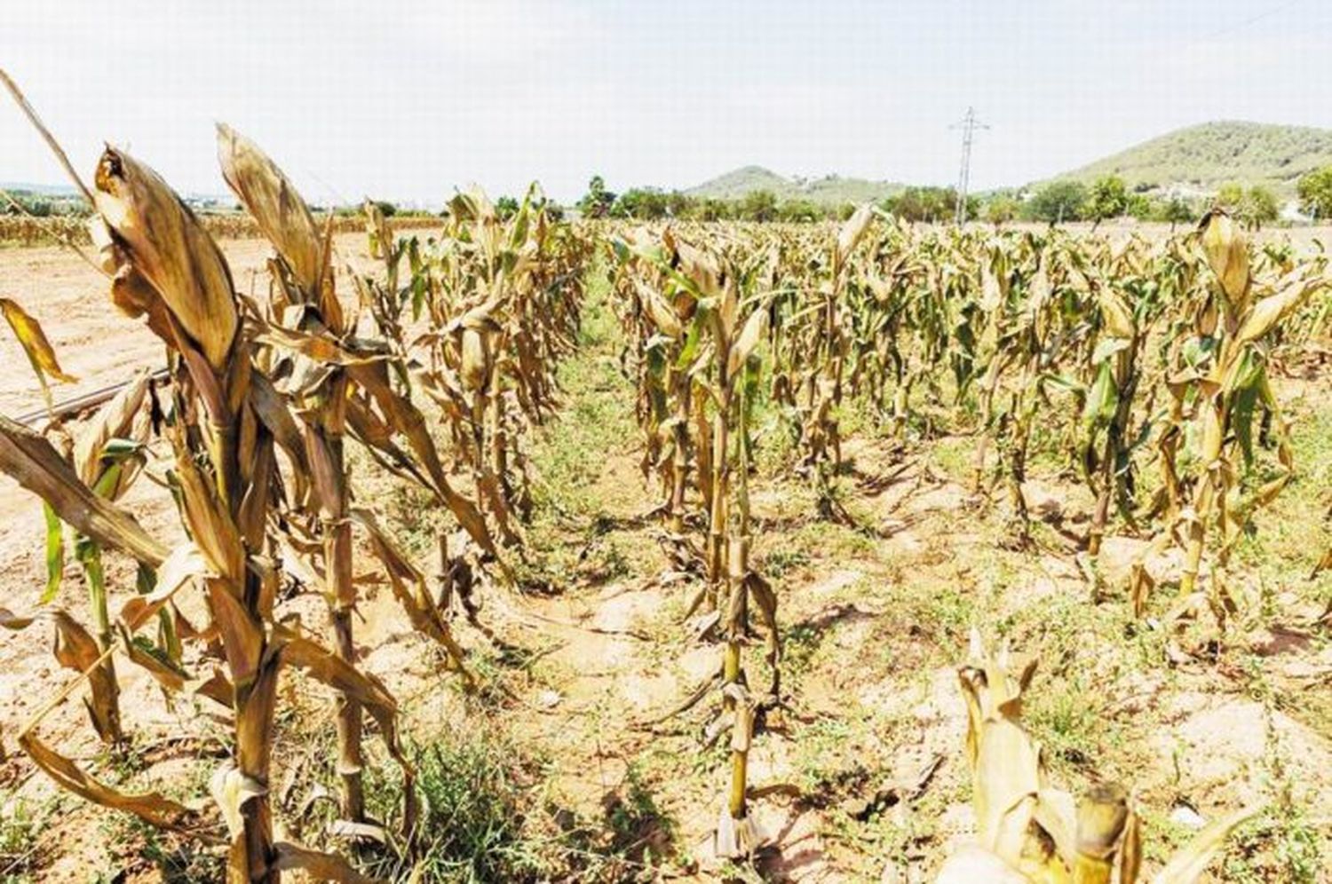 La agricultura es la más afectada por el déficit hídrico y las altas temperaturas en Formosa