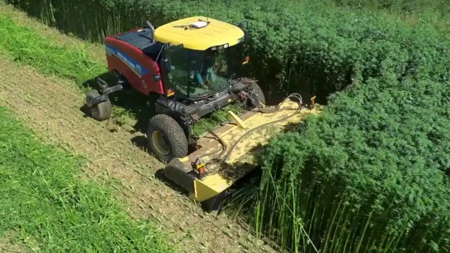 EL INTI impulsa el desarrollo de la industria del cannabis medicinal y el cáñamo industrial