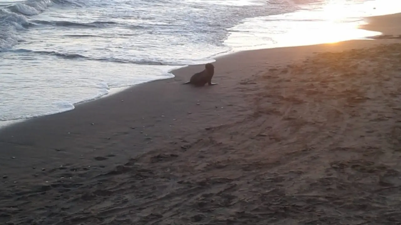 Monte Hermoso: Lobo marino “estresado” mordió a un turista