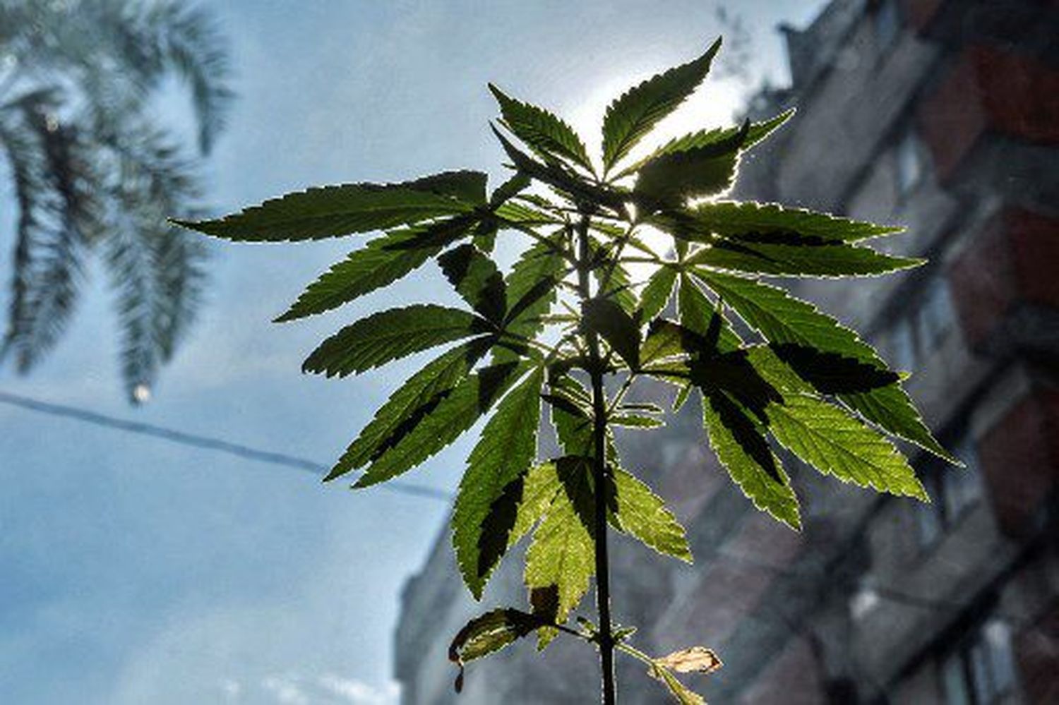 Corte Suprema de México despenaliza el uso lúdico de la marihuana