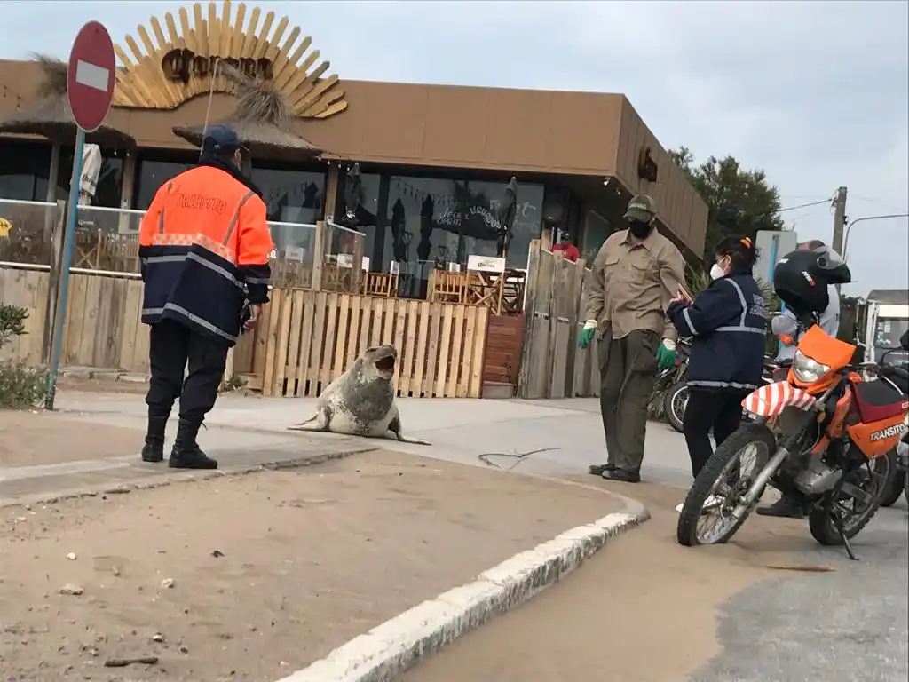 Personal de Tránsito y de otras áreas colaboraron para sacarlo de la avenida 2