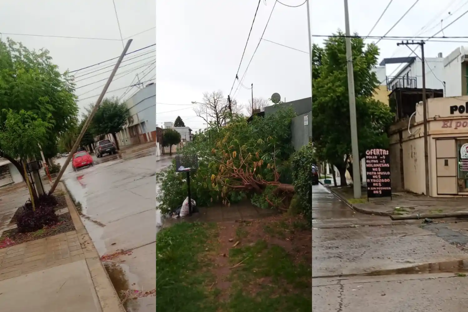 Dos postes de tendido de cables y un árbol, el saldo del temporal.