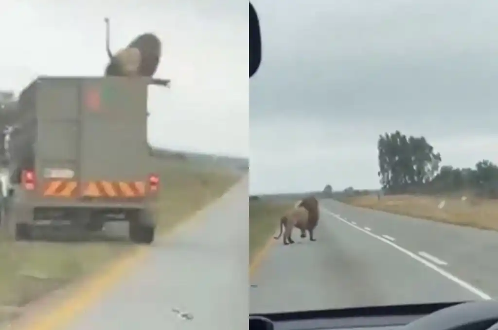 Un león se escapó en Sudáfrica