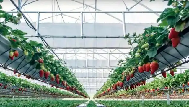 Invierten US$ 3 millones para producir frutillas por hidroponia en Buenos Aires y se puede entrar