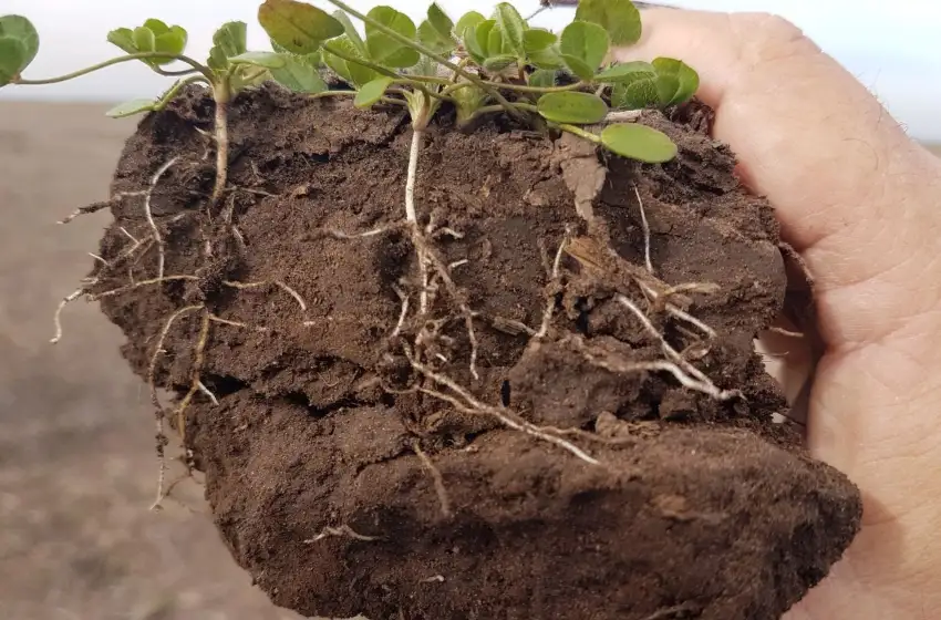La búsqueda de un suelo saludable