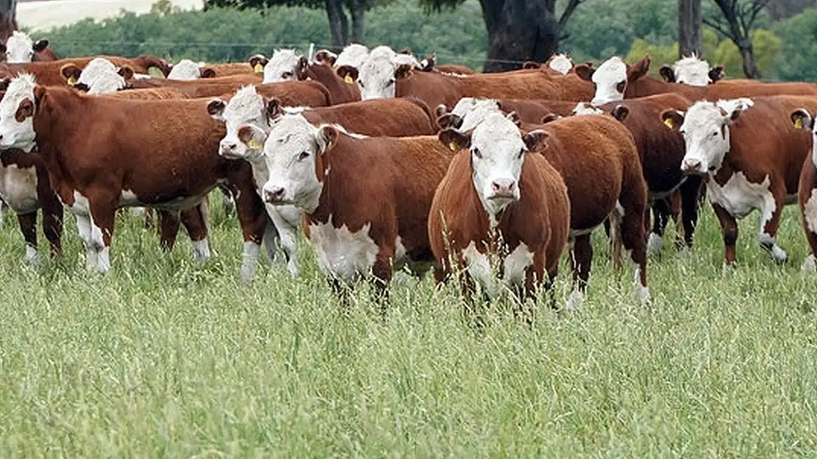El rodeo bovino de Entre Ríos supera los 4,3 millones de cabezas y no registró variaciones significativas
