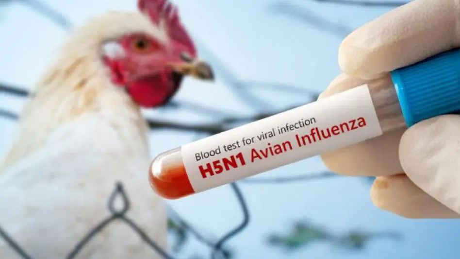 Europa endurece los controles ante el avance de la gripe aviar