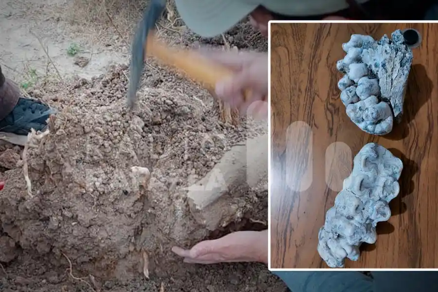 FOTOS | Increíble hallazgo en la región: encontraron restos de lo que sería un prehistórico animal