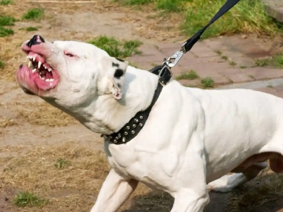 Una mujer perdió una pierna por el bestial ataque de un dogo