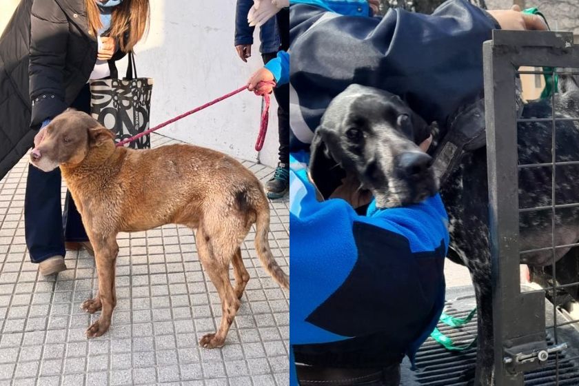 Rescataron más de 170 animales en situaciones de maltrato en Rosario durante 2024