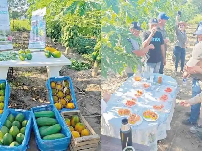 Buena Vista: productores se perfeccionaron
en el manejo sanitario de frutos del mamón