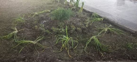 Dos aprehendidos por daños en Plaza Constitución