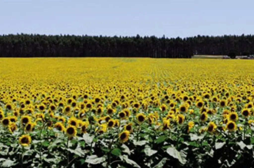Un lote de girasol producido en Santiago del Estero ganó el certamen para el primer remate