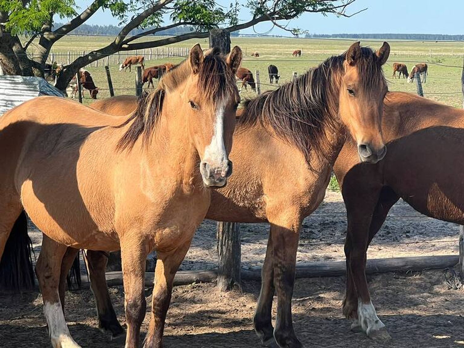 Se registró la segunda muerte por el virus que ataca a los caballos