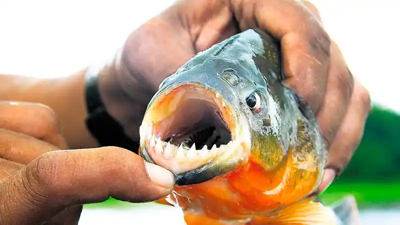 Nuevos ataques de palometas en las playas santafesinas: piden tener precaución