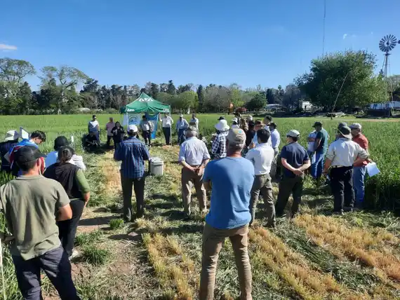 Monitoreo de plagas y ensayos, principales tareas del INTA local