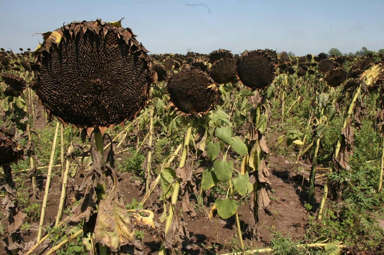 El cultivo tuvo un rendimiento promedio de 15,1 quintales por hectárea.