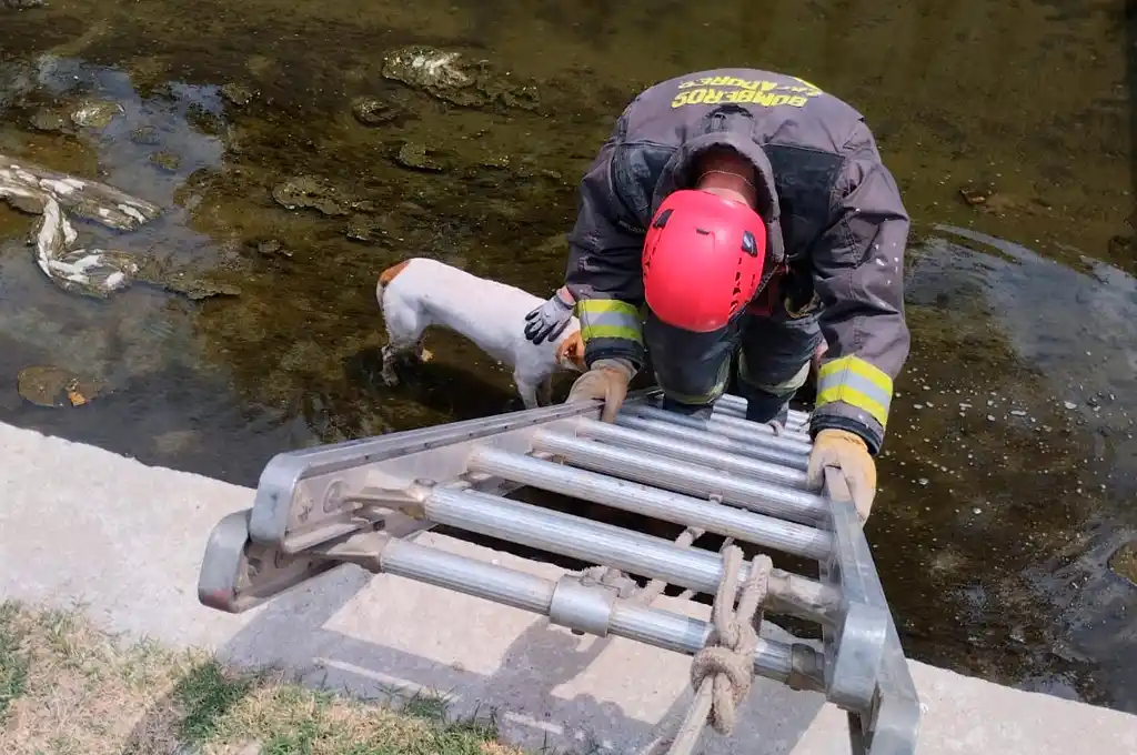 bomberos zapadores rescate perro canal de agua tarde bbzz - 1
