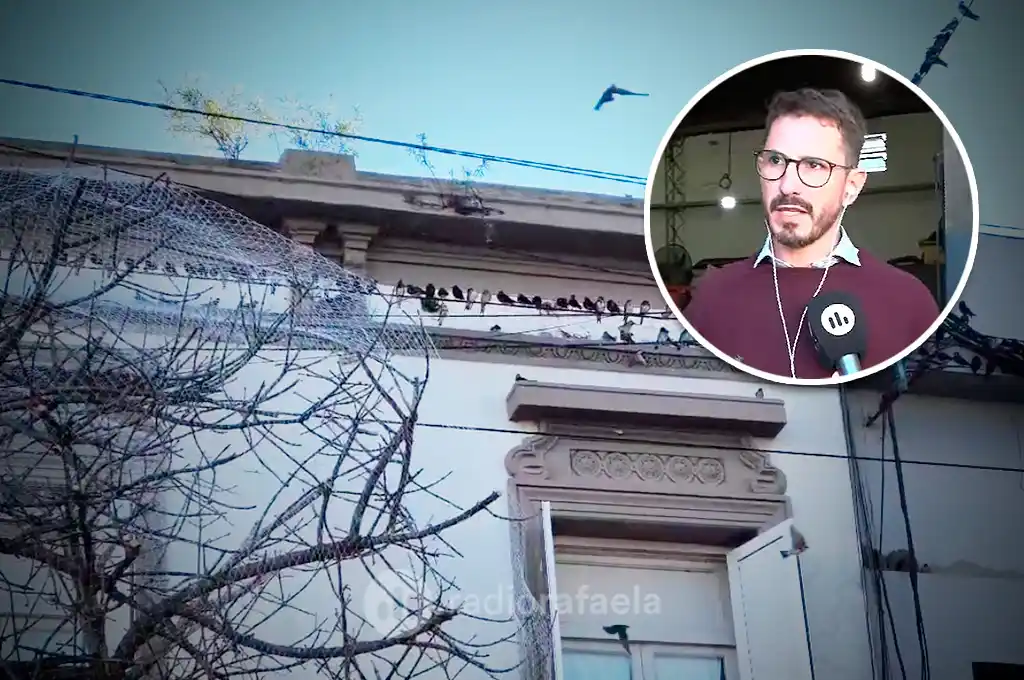 Colocación de redes, limpieza y corredores biológicos: el plan para mitigar la presencia de aves en el microcentro rafaelino