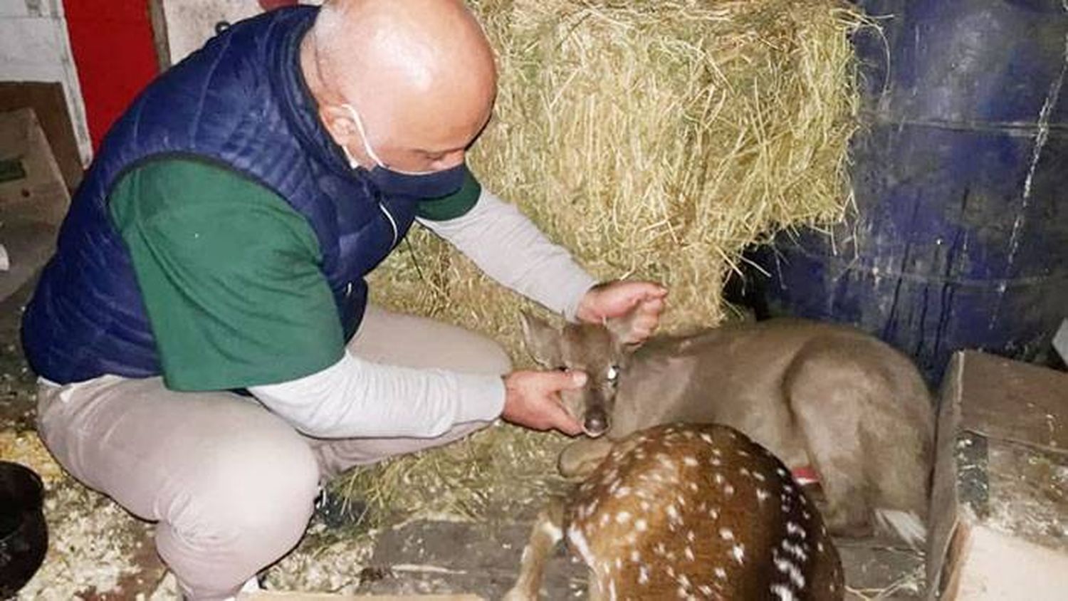 VETERINARIA MUNICIPAL RESCAT� ANIMALES MALTRATADOS