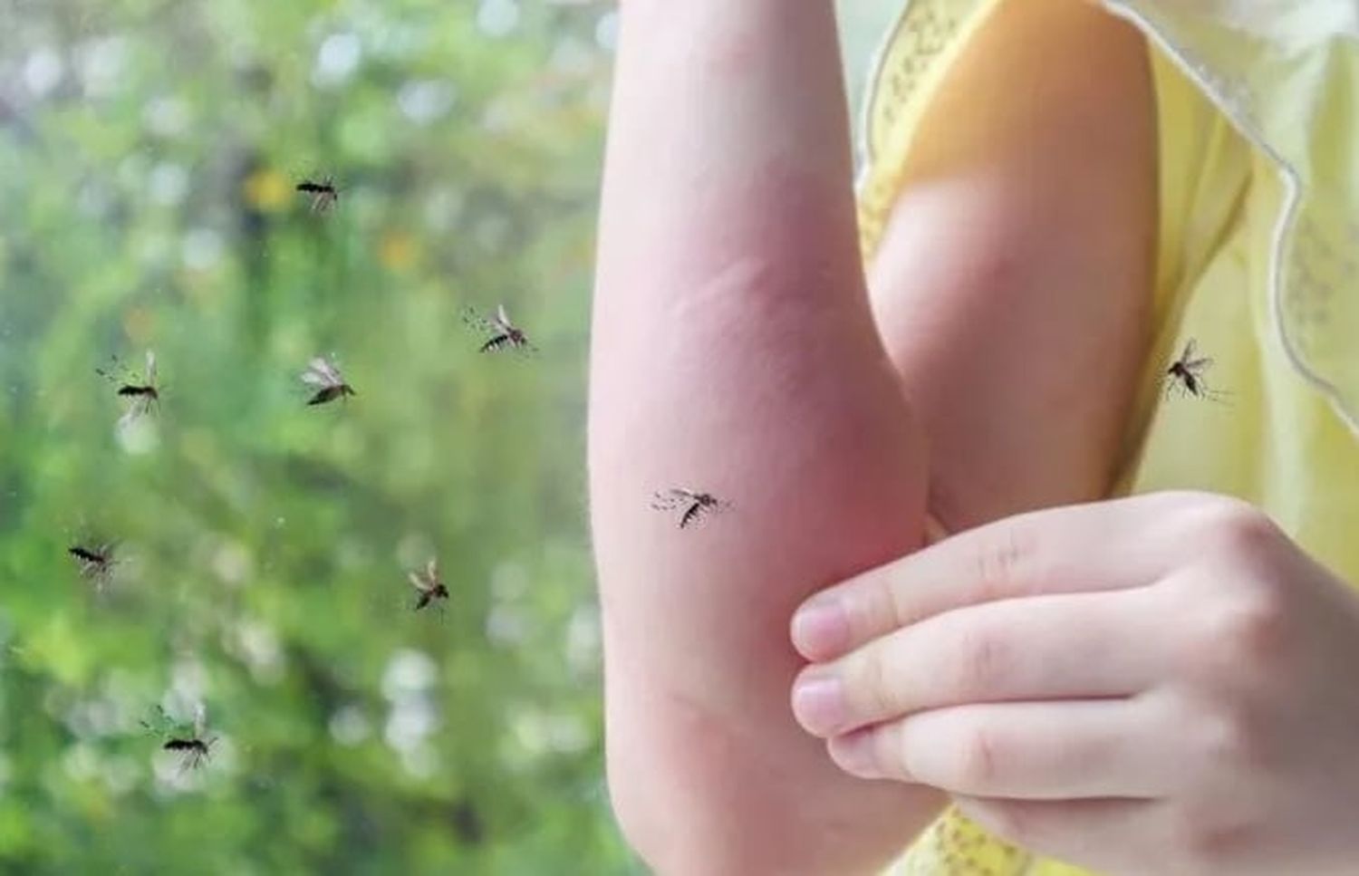 Los mosquitos al acecho, un problema ante el brote de Dengue.