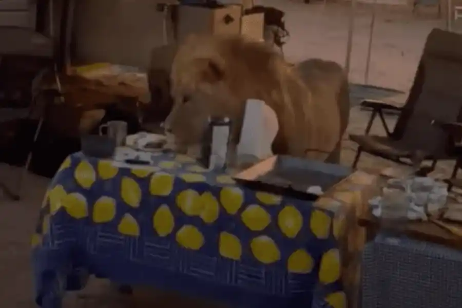 VIDEO | De terror: estaban acampando y un enorme león se les acercó más de lo esperado