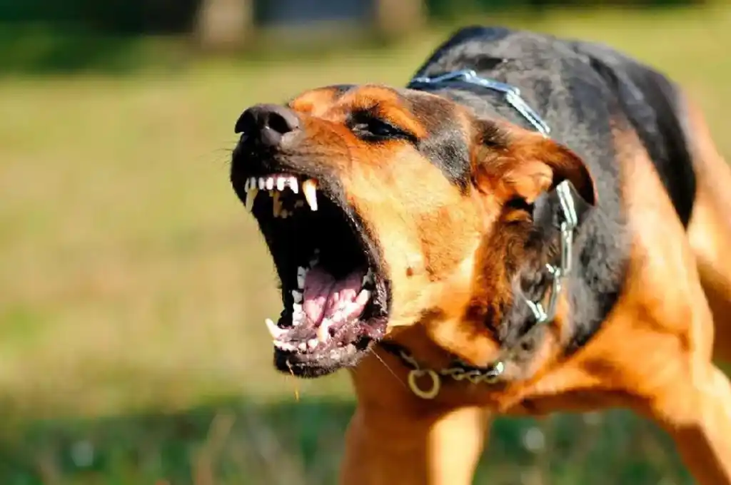 Santa Fe: otra niña fue mordida por un perro en el rostro en barrio Altos del Valle