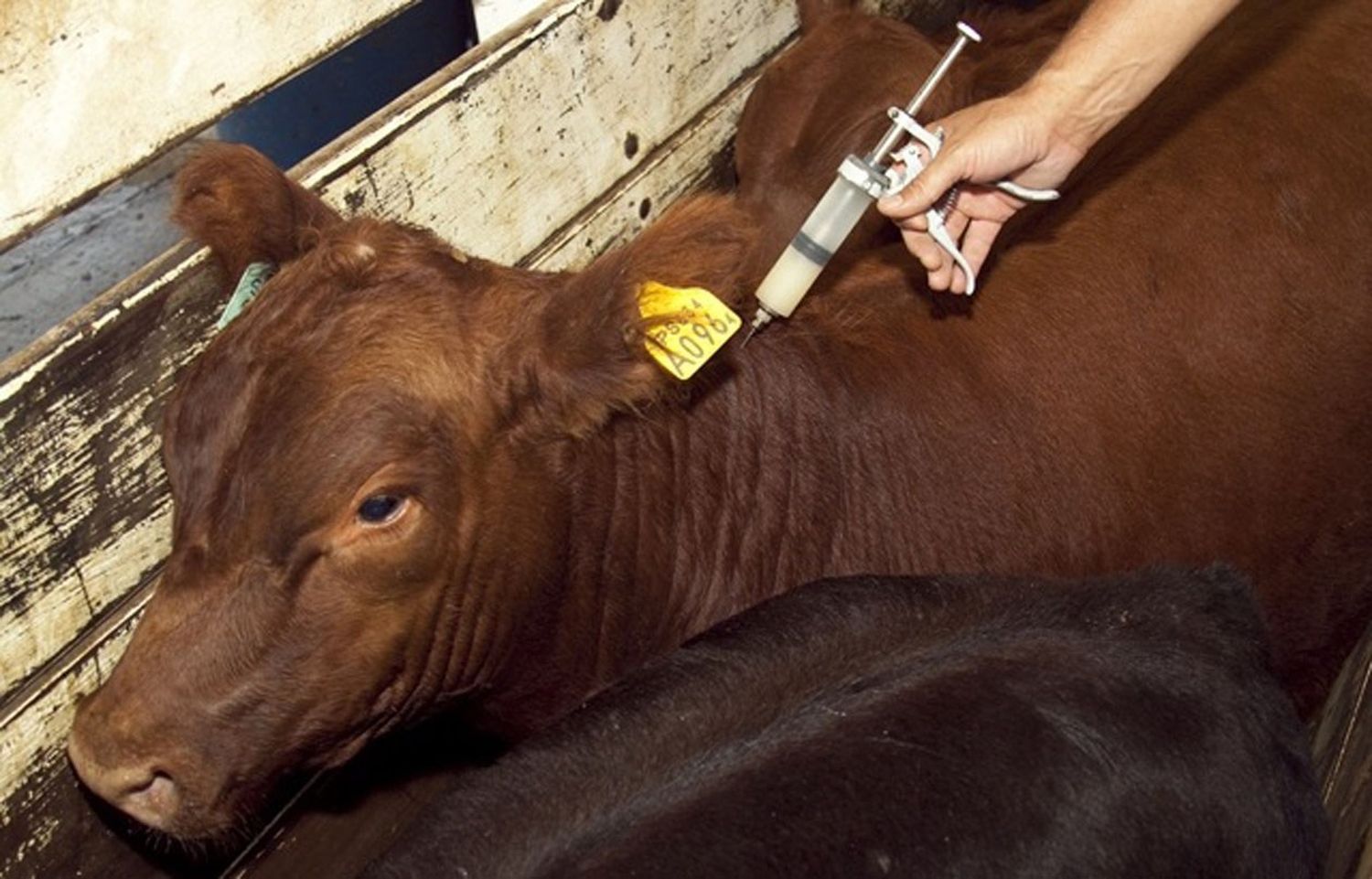 Hay faltante de vacunas contra la brucelosis