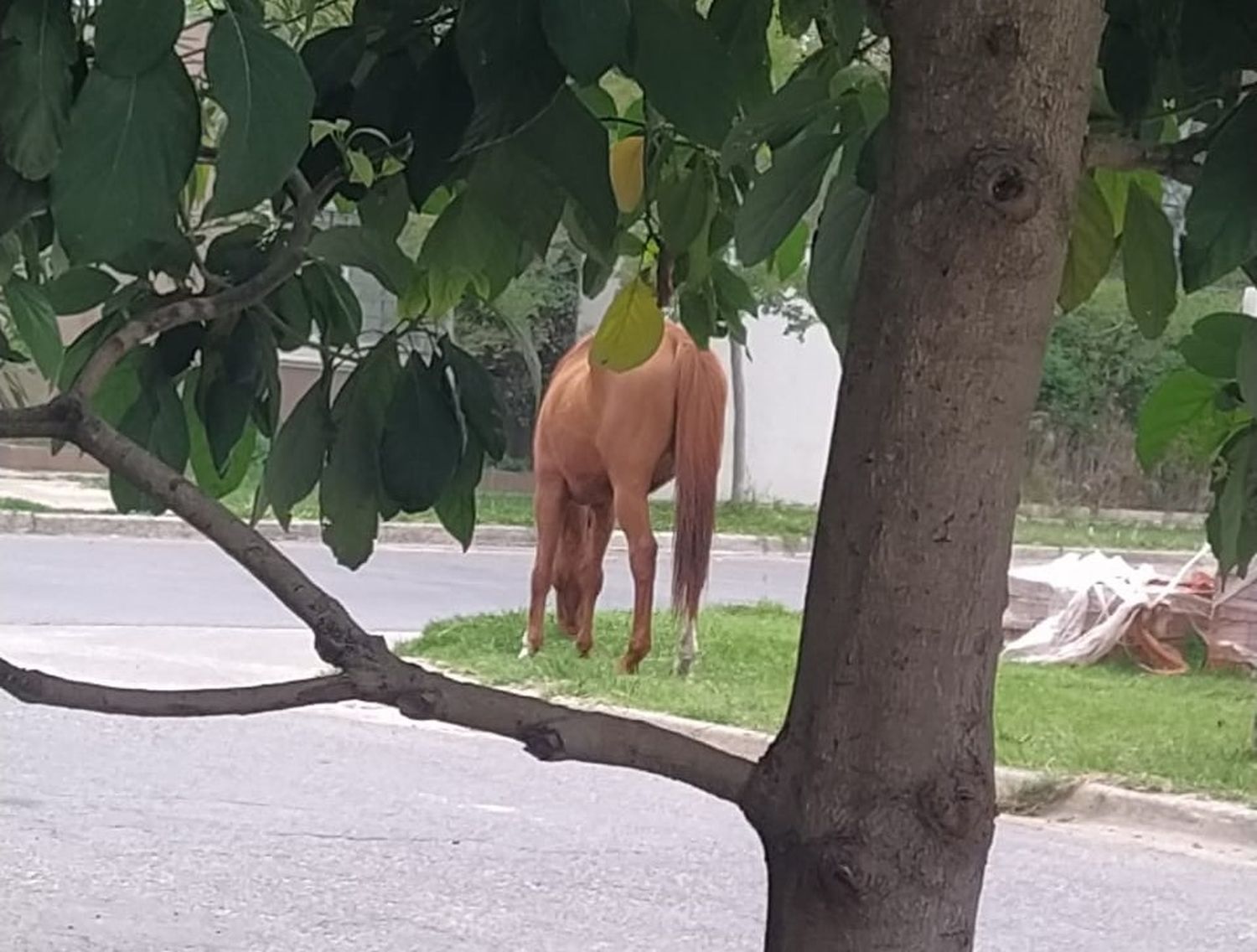 Caballo suelto Padre Santana y Ruiz Moreno