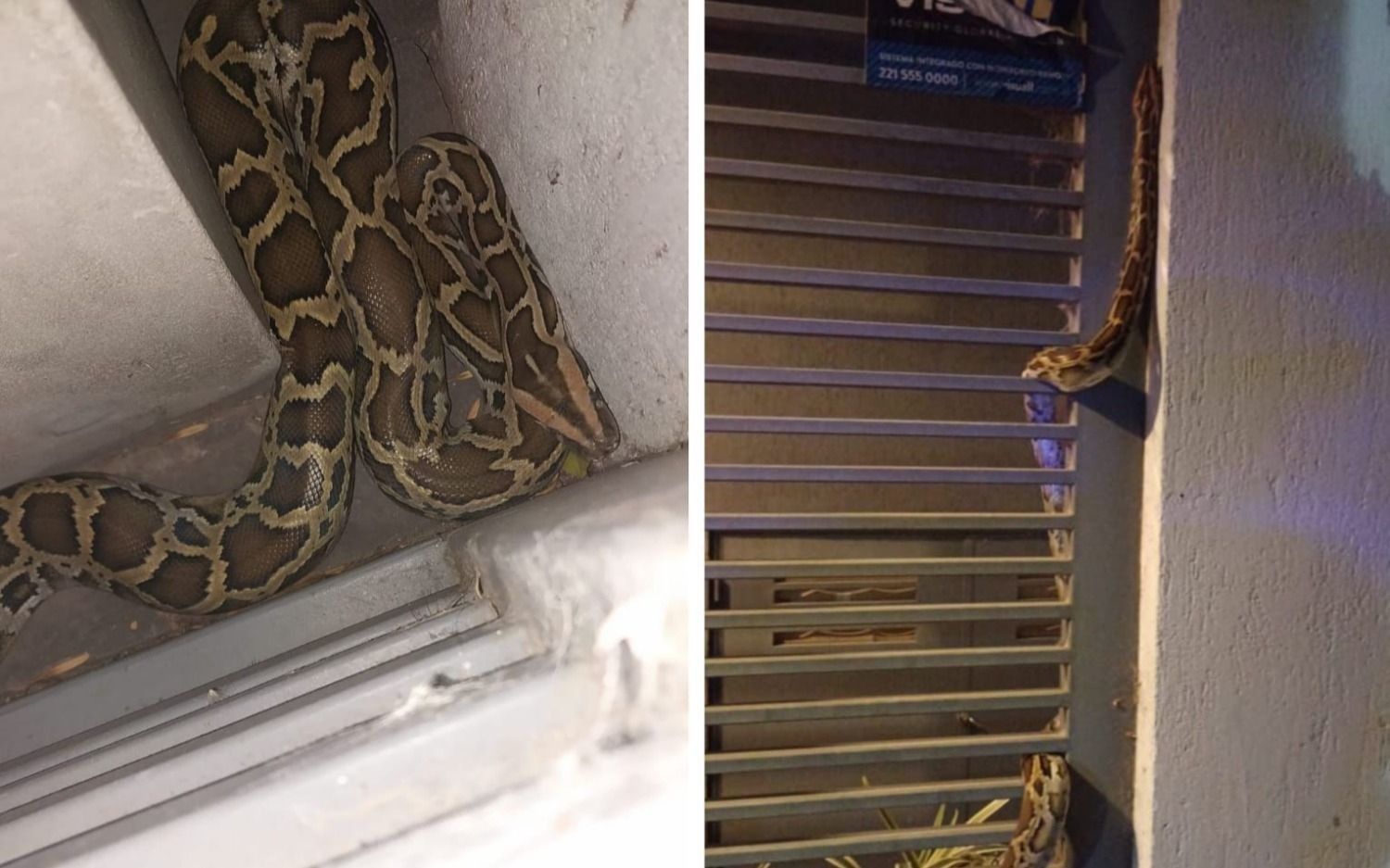 Enorme serpiente apareció en un edificio de La Plata y nadie se presentó como propietario