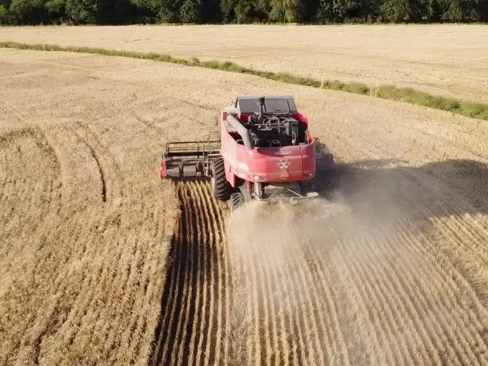 Cómo son los “números” de la supercosecha de trigo