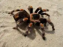 ¡Cuidado! Tarántula suelta