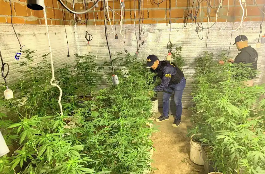 Detuvieron a cuatro personas y encontraron más de 400 plantas de marihuana en un patio interno de zona sur