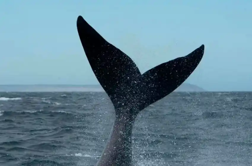 Hay varios puntos de la ciudad desde donde se pueden apreciar los ejemplares que pasean por la costa.