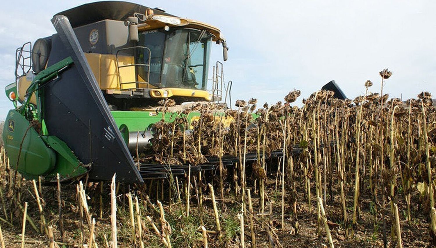 Cosecha de girasol. Ya se avanzó en más del 70% de la superficie en el distrito