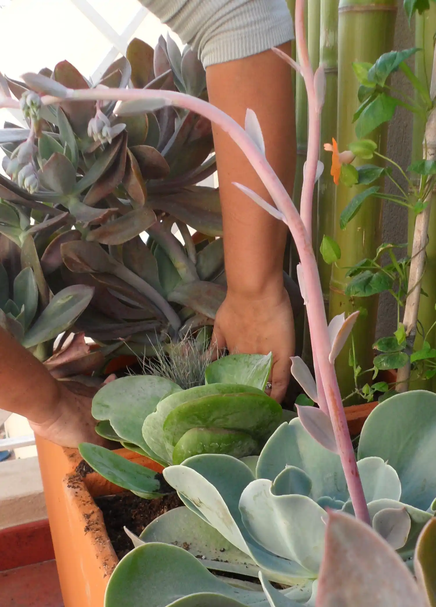 Plantas aguantadoras