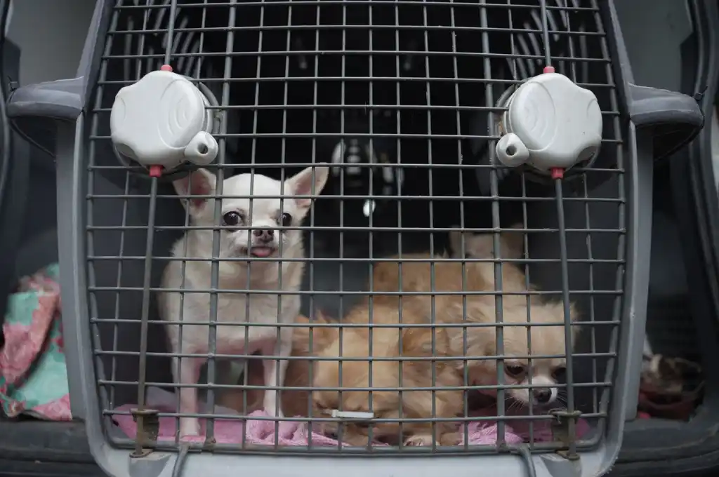 Rescataron a 133 perros de un criadero ilegal en Villa Crespo