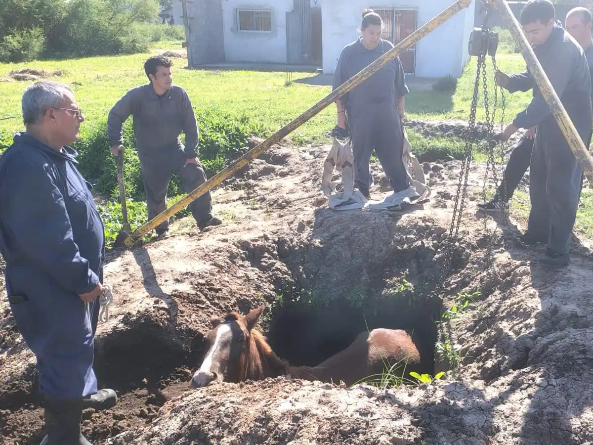 Los Bomberos rescataron a un caballo atrapado en una obra en construcción