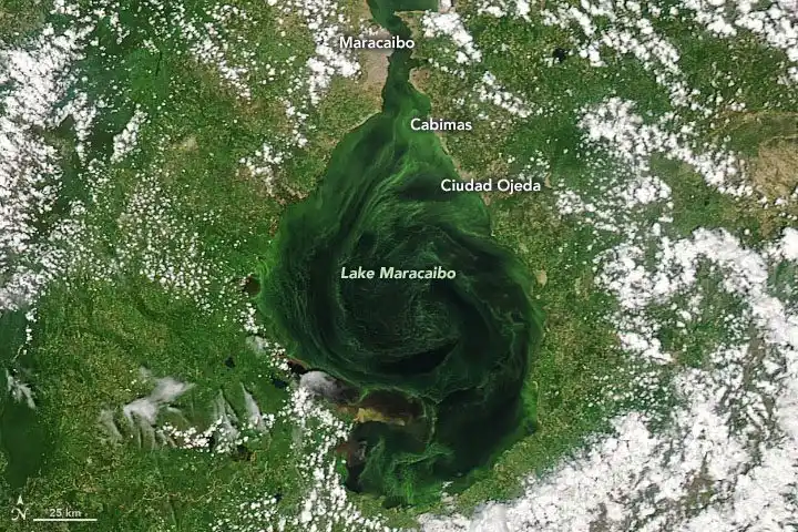 ¡LO DICE LA NASA! El Lago Maracaibo se está asfixiando con mareas negras y algas
