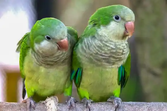 Psitacosis: Una enfermedad transmitida por aves que se puede prevenir