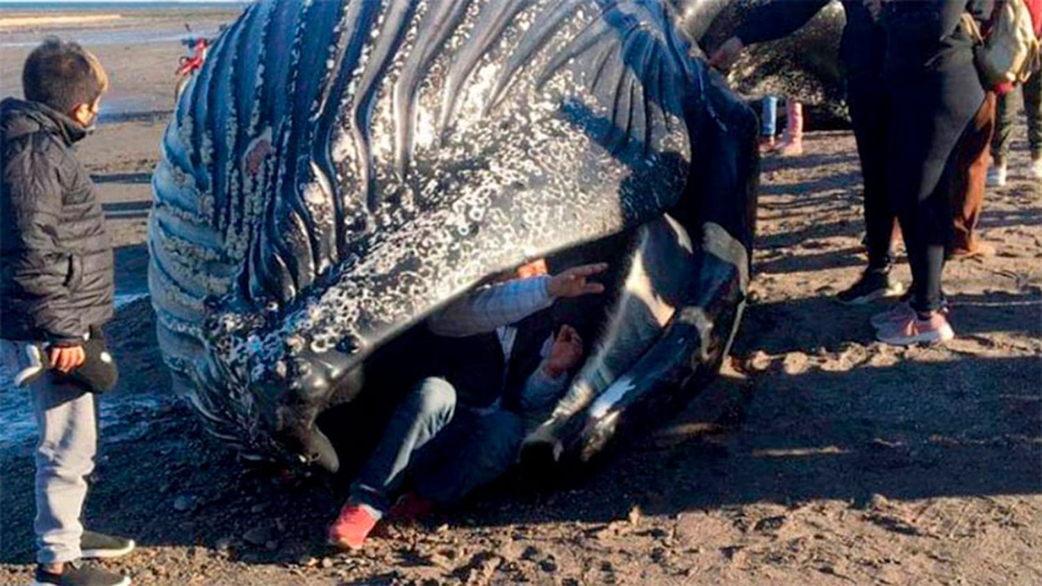 Apareció una ballena muerta y vecinos se metieron adentro para sacarse fotos