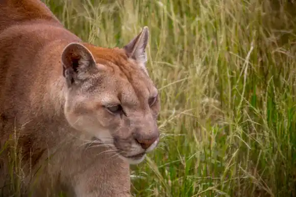 El destino de los pumas de Colón aún es incierto: Hicieron una inspección ocular