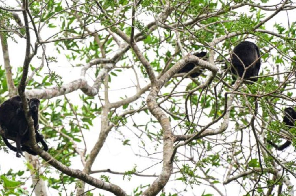 Monos aulladores