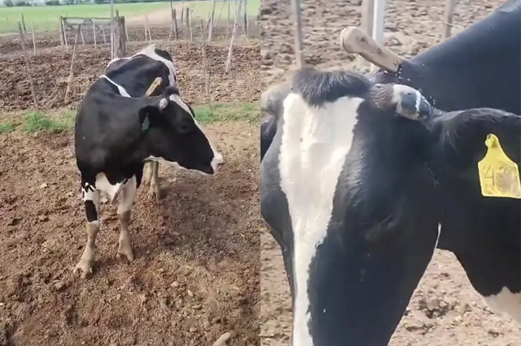 vaca con un cuchillo en el cuello animal intento de faena - 1