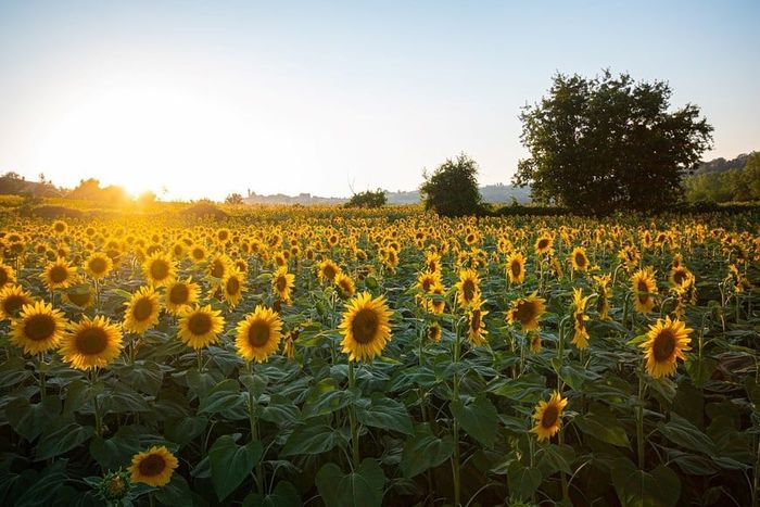 girasol