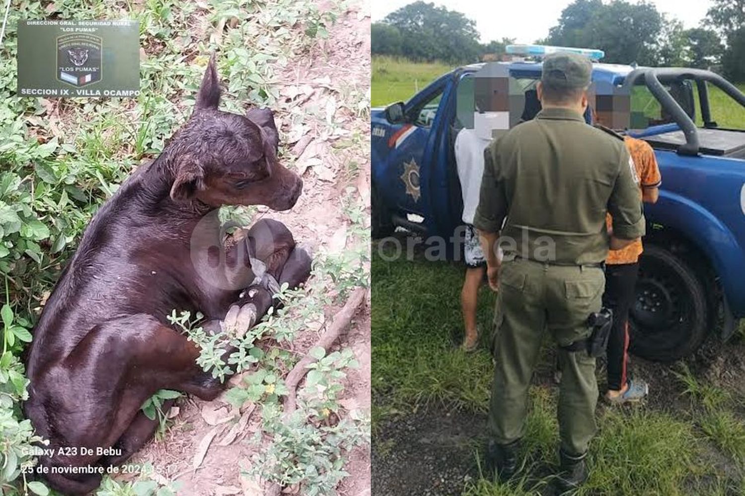 “Los Pumas” atraparon a dos menores por el robo de ganado en zona rural de Villa Ocampo